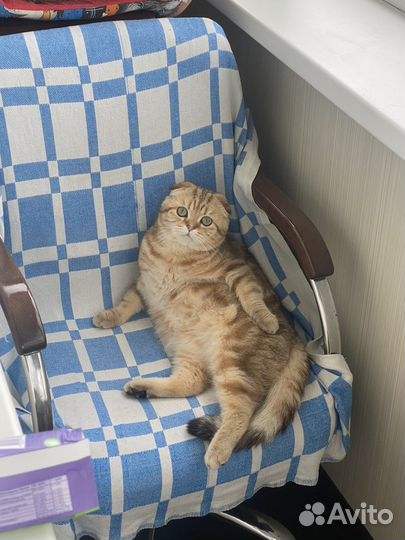 Шотландский кот вязка