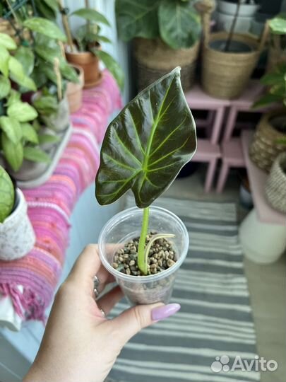 Алоказия регал шилдс