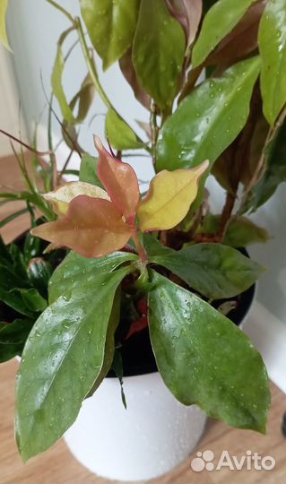 Комнатные цветы отростки