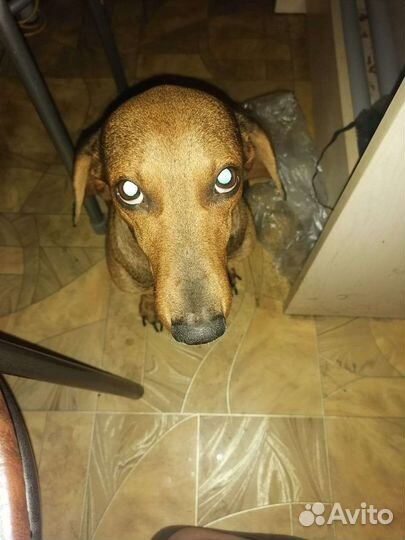 Ищем невесту