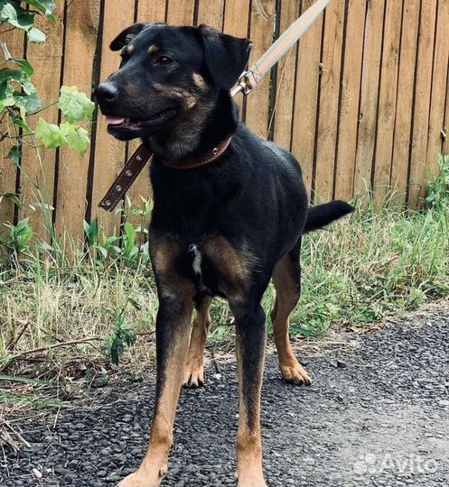 Молодой пёс в дар