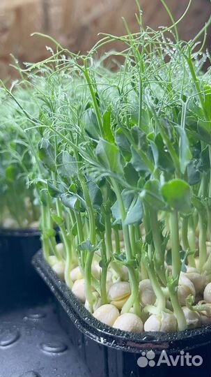 Микрозелень