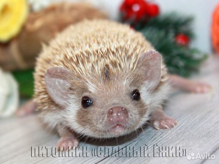 Африканские ежики из питомника. Ручные. Доставка