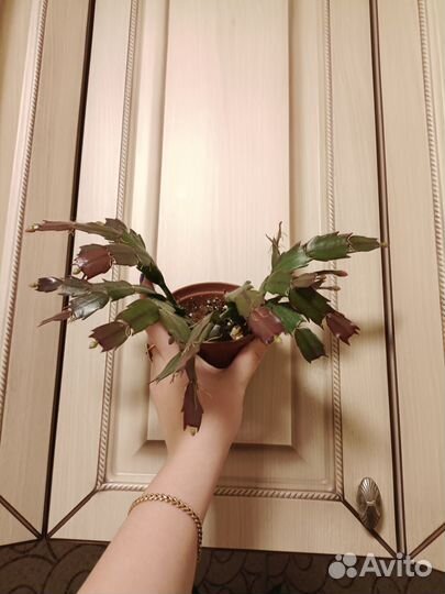 Шлюмбергера Samba Brazil на бутонах