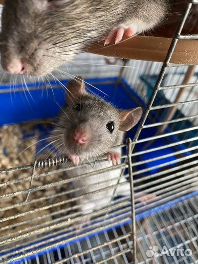 Крысы бесплатно