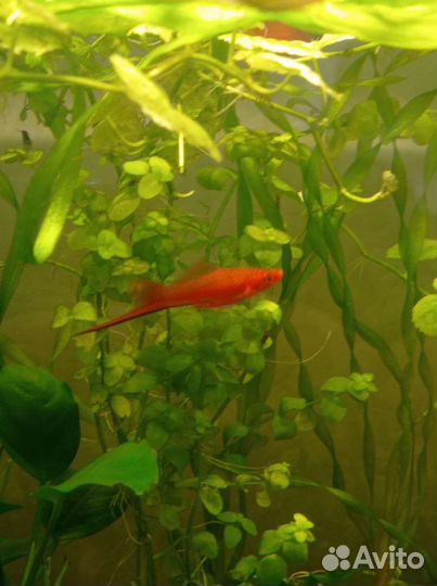 Аквариумные рыбки