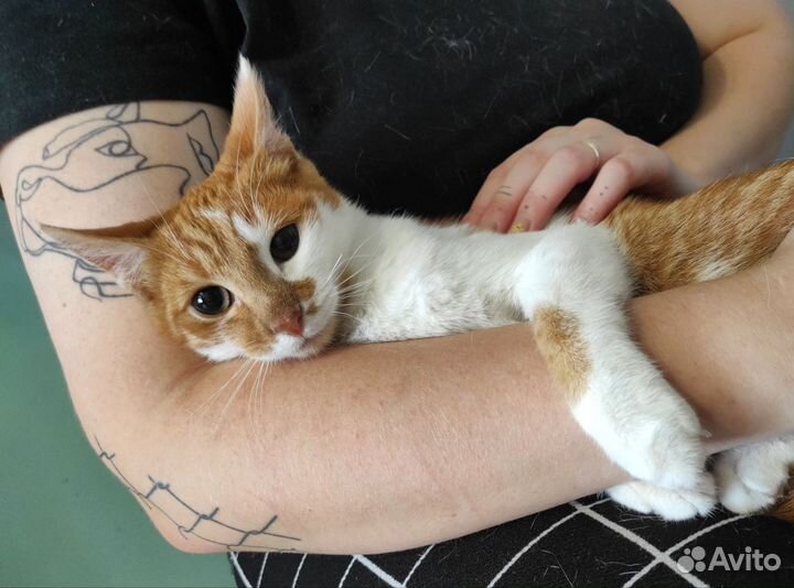 Котенок подросток в добрые руки