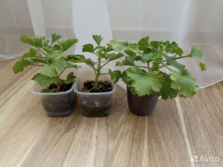 Королевская пеларгония