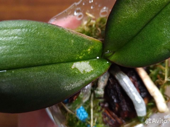 Орхидея фаленопсис