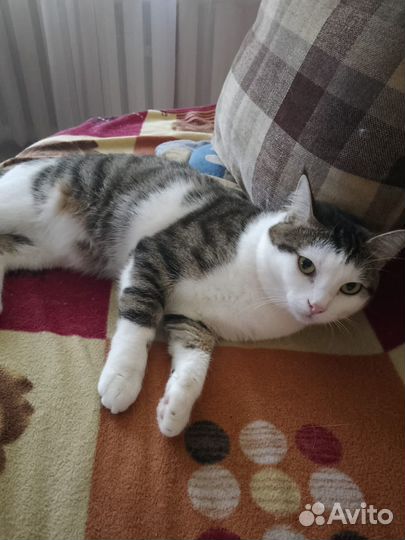 Котики бесплатно в добрые руки
