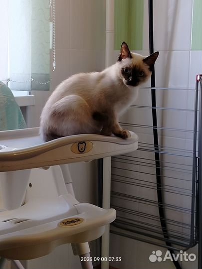 Тайская кошка