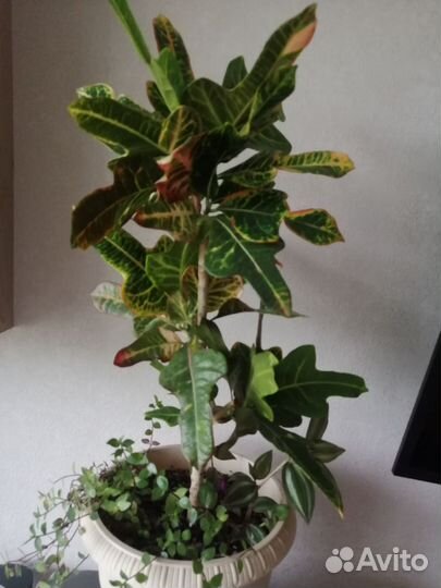 Фикус бенджамина, бейлиз, кротон