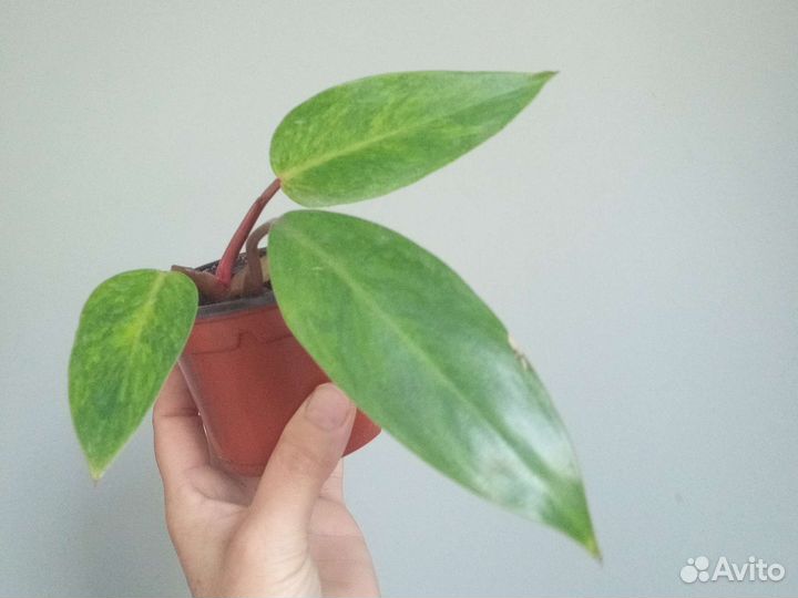 Перец черный, сциндапсус, филодендрон, монстера