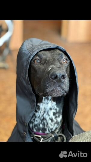 Курцхаар вязка