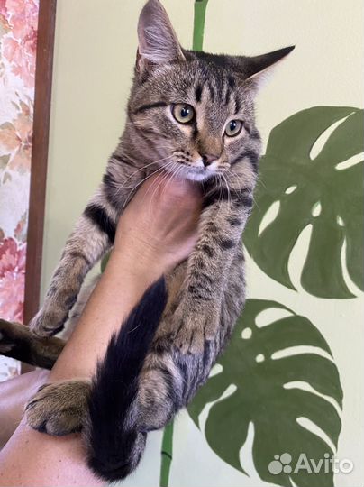 Котятки в добрые руки