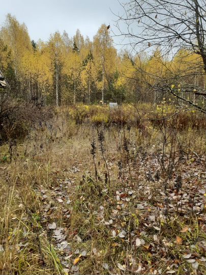 Участок 10 сот. (СНТ, ДНП)