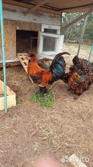 Гипоалергенные полезные домашние яйца