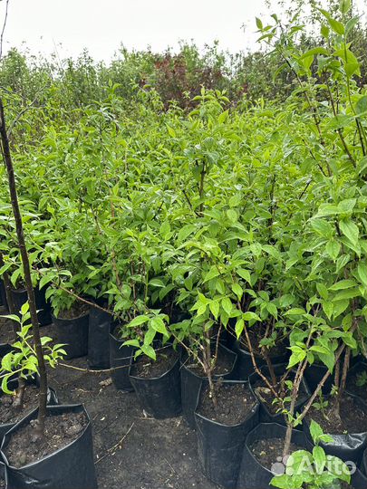 Саженцы жасмина