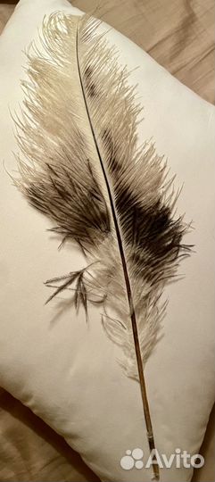 Страусиное перо