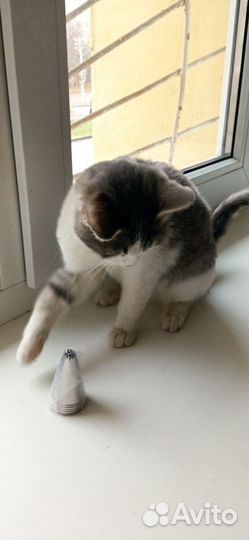 Кошечка 3мес в семью