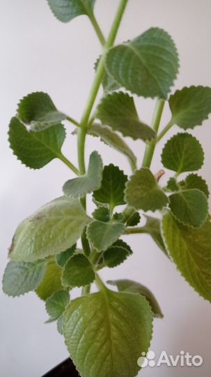 Плектрантус ароматный илиКомнатная мята