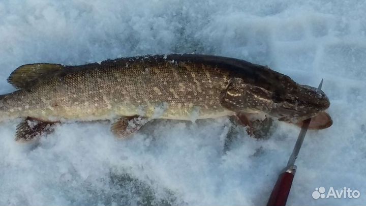 Живец на дом (карась)