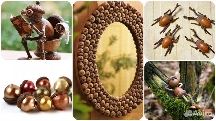 Желуди красного дуба для творчества