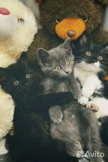 Британские котята