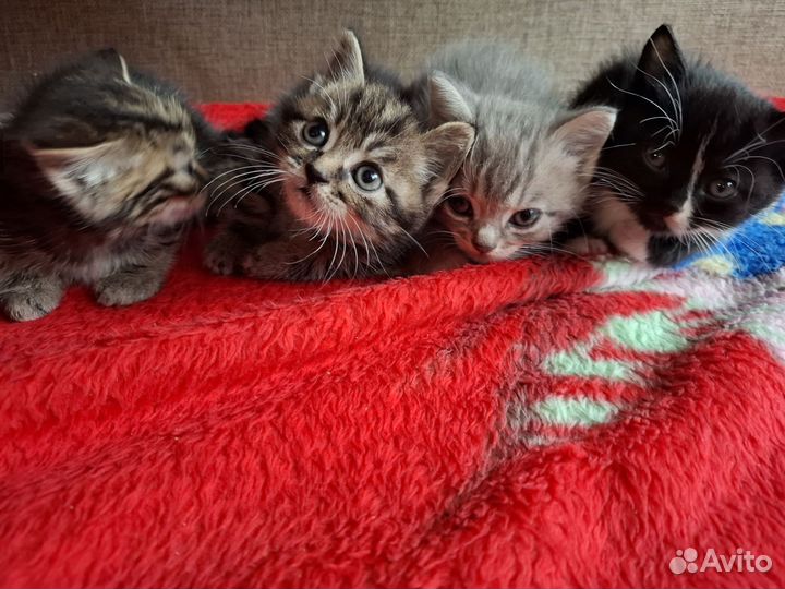 Котята в добрые руки 1 месяц