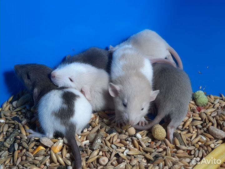 Крысы Dumbo. Крысята Дамбо. Питомник