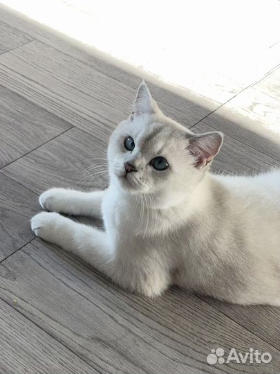 Кот шотландец ищет кошечку