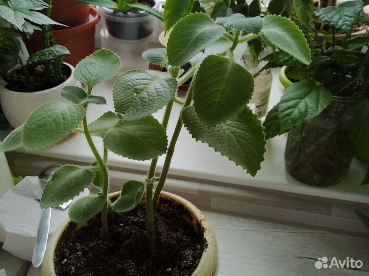 Комнатная мята, декоративная