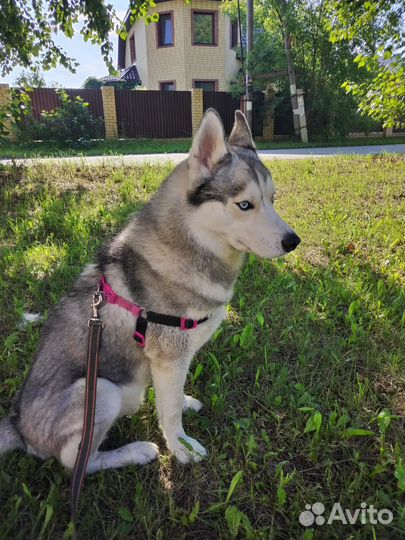 Сибирский хаски вязка