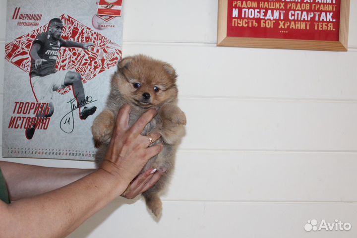 Солнышко рыжее