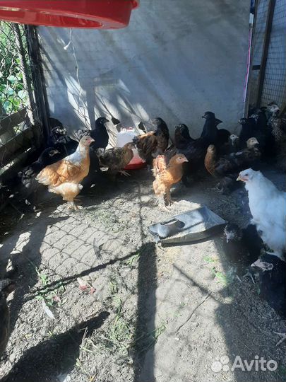 Цыплята и куры брама