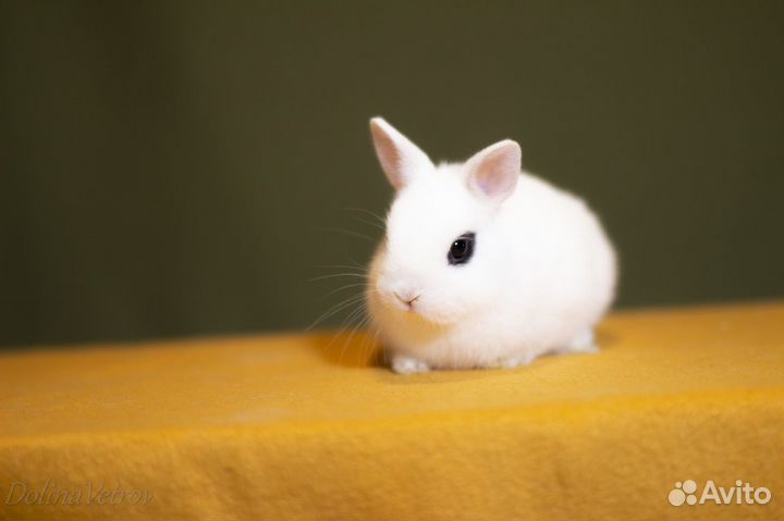 Кролик редкого окраса хотот