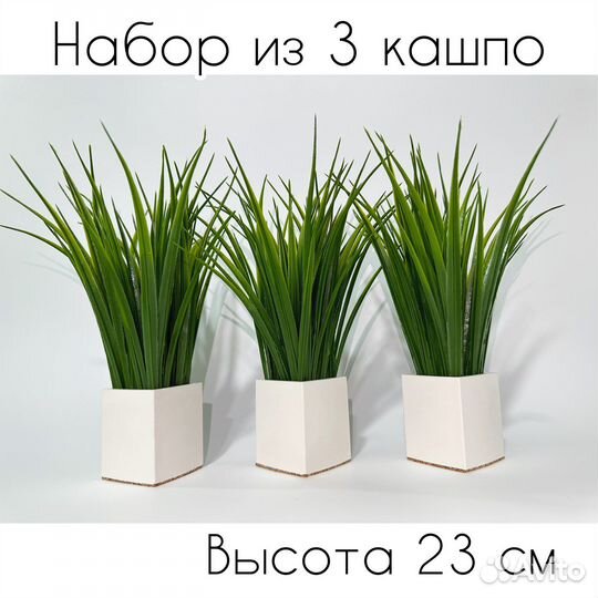 Осока в кашпо