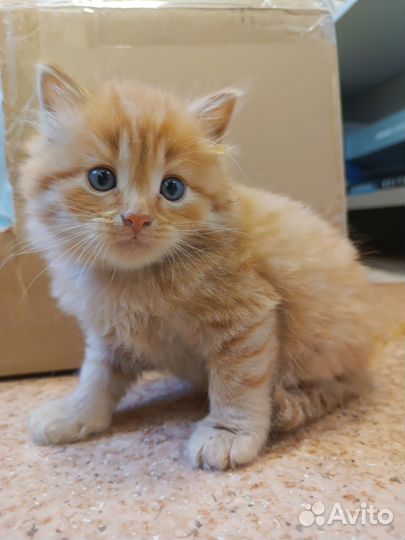 Рыжий котенок