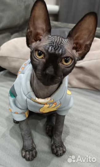 Одежда для собак и кошек