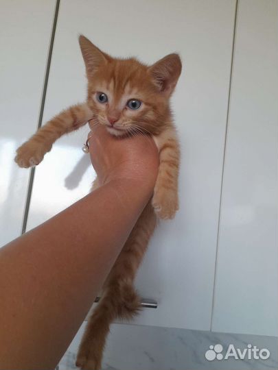 Котята -Рыжий котик