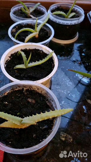 Алоэ лечебный