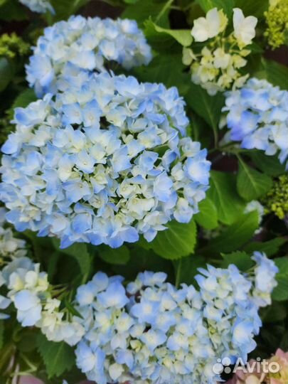 Гортензия цветущая