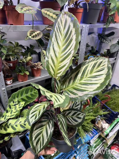 Калатея розеопикта Литце