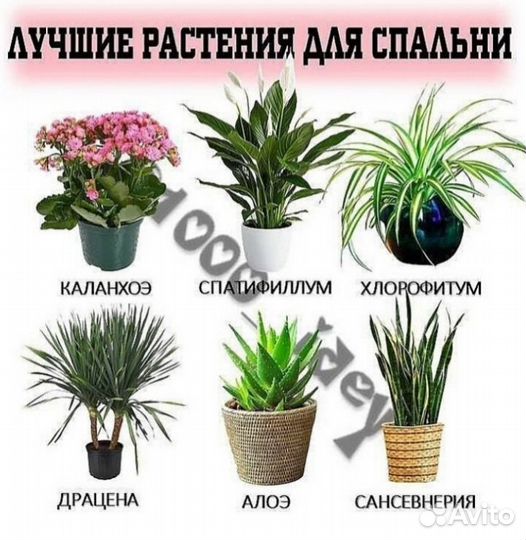 Каланхоэ лечебн Алоэ Спатифиллум «детки»