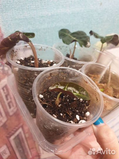 Алоказия мишольца