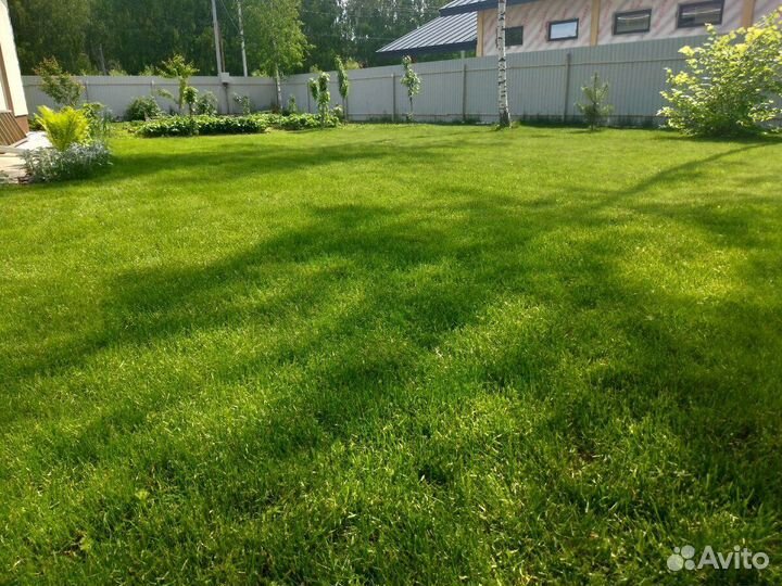 Посев газона под ключ. Озеленение участка