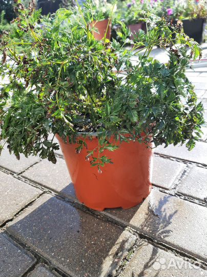 Астильба белая карликовая