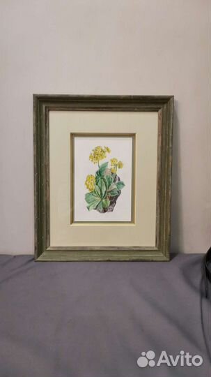 Картина акварель Примулы