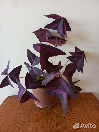 Цветы домашние