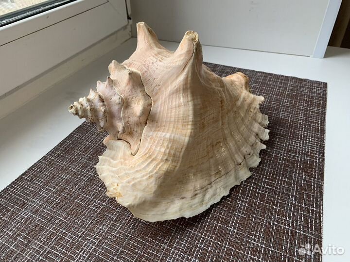 Раковина морская